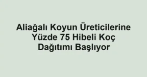 Aliağalı Koyun Üreticilerine Yüzde 75 Hibeli Koç Dağıtımı Başlıyor