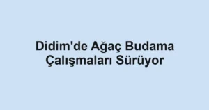 Didim'de Ağaç Budama Çalışmaları Sürüyor