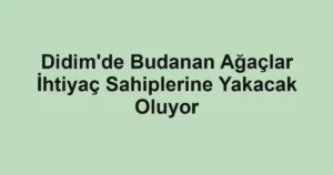 Didim'de Budanan Ağaçlar İhtiyaç Sahiplerine Yakacak Oluyor
