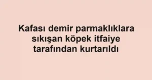 Kafası demir parmaklıklara sıkışan köpek itfaiye tarafından kurtarıldı
