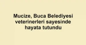 Mucize, Buca Belediyesi veterinerleri sayesinde hayata tutundu