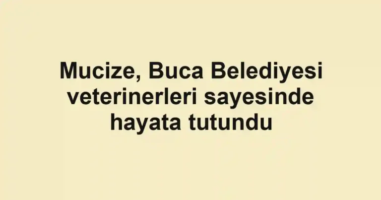 Mucize, Buca Belediyesi veterinerleri sayesinde hayata tutundu