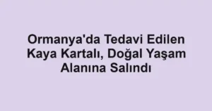 Ormanya'da Tedavi Edilen Kaya Kartalı, Doğal Yaşam Alanına Salındı