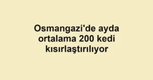 Osmangazi'de ayda ortalama 200 kedi kısırlaştırılıyor