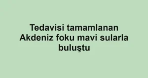 Tedavisi tamamlanan Akdeniz foku mavi sularla buluştu