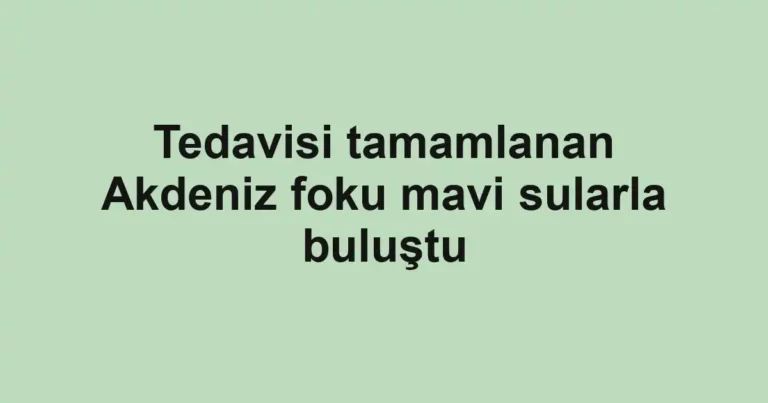 Tedavisi tamamlanan Akdeniz foku mavi sularla buluştu