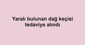 Yaralı bulunan dağ keçisi tedaviye alındı
